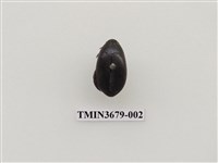 藏品(龍蝨、牙蟲)的圖片